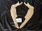 Deer Jaw/Teeth, 11
