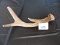 Antler, 8 1/2
