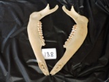 Deer Jaw/Teeth, 11