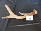 Antler, 8 1/2