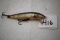 Rapala Fishing Lure, Made In Finland, 3