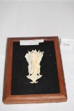 Framed Backbone From An Ocean Catfish, The Crucifix Fish, Bone-4
