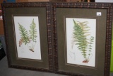 Pair of L. Prang & Co. Pictures, Aspidium Nebadense, Polypodium Falcatum, 27 1/2