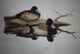Signed Print, Lesser Scaup, Richard Evans Younger, 1298/3000, Plate 1, Series 4, 24