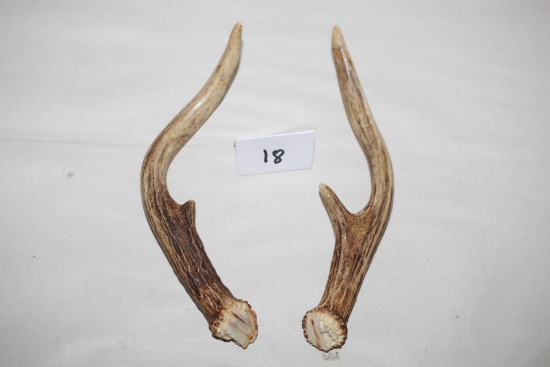Deer Horns, Each Approx. 7"L