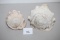 Conch Sea Shells, 5 3/4