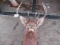 Elk 5x5 mount