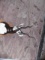 Black Buck
