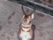 Pronghorn antelope Mount Damaged