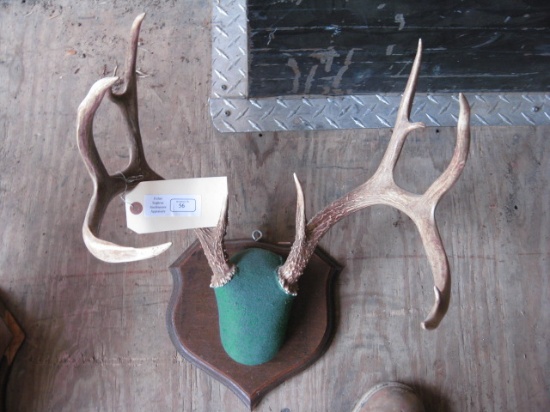 Euro Mount Horns 10pt White tail