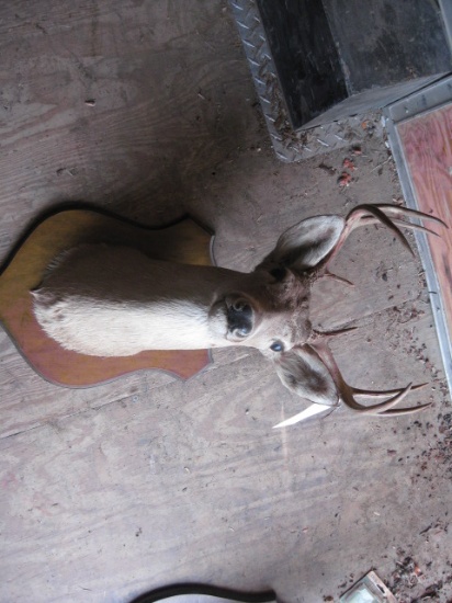 White Tail Mount 10pt