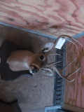 White Tail Mount 9pt