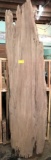 Magnolia Outside Shell Cut  116 Long  x 24-26 Wide x 8-12 Thick