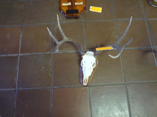 8pt European Mount Deer Skull