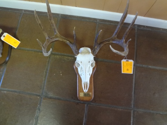 10pt European Mount Deer Skull