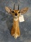 African Steinbuck Pygmy Antelope Shoulder Mount Taxidermy