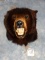 Nice Black Bear Shoulder Mount Taxidermy