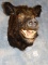 Quality Russian Boar Shoulder Mount Taxidermy