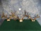 Three Average to Medium size Whitetail Deer Racks Taxidermy ( 3 x $ )