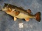 6 1/2 Lbs. Real Skin Largemouth Bass Taxidermy Fish Mount