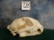 African Leopard Skull Taxidermy **TEXAS RESIDENTS ONLY**