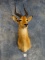 Record Class African Puku Antelope Shoulder Mount Taxidermy