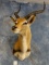 African Kafue Flats Lechwe Shoulder Mount Taxidermy