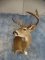 10 point Texas Hill Country Whitetail Deer Offset Shoulder Mount Taxidermy