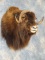 Awesome Barren Ground Muskox Shoulder Mount Taxidermy