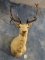 Fallow Deer Shoulder Mount Taxidermy