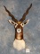 Pretty Blackbuck Antelope Shoulder Mount Taxidermy