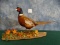 Brand New! Ringneck Pheasant Bird Mount Taxidermy