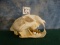 Large Mountain Lion Skull Taxidermy