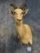 African White Blesbuck Antelope Shoulder Mount Taxidermy