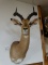 Gorgeous Impala Ram Shoulder Mount Taxidermy