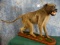 Cool African Chacma Baboon Full Body Mount Taxidermy