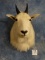 Pretty Rocky Mountain Goat Shoulder Mount Taxidermy