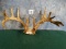 24 point Whitetail Deer Antlers Taxidermy Rack