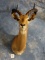 African Impala Shoulder Mount Taxidermy