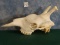 Large Giraffe Skull Taxidermy Mount