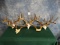 Five Nice Texas Whitetail Deer Racks on the Skullplate Taxidermy Mount Antlers