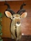 Beautiful Southern Greater Kudu Shoulder Mount Taxidermy