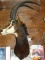 Gorgeous Sable Antelope Shoulder Mount Taxidermy