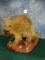 Brand New! Porcupine Full Body Mount Taxidermy