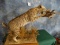 Super Cool Bobcat Catching Quail Full Body Mount Taxidermy