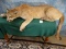 Spectacular Mountain Lion Full Body Mount Taxidermy