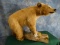Awesome Blond Bear Cub Full Body Mount Taxidermy