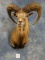 Beautiful Iranian Red Sheep Shoulder Mount Taxidermy