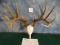 162 gross Texas Whitetail Deer 10 point Rack Taxidermy Mount