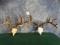 Two West Texas Whitetail Deer Racks Taxidermy Antlers ( 2 x $ )